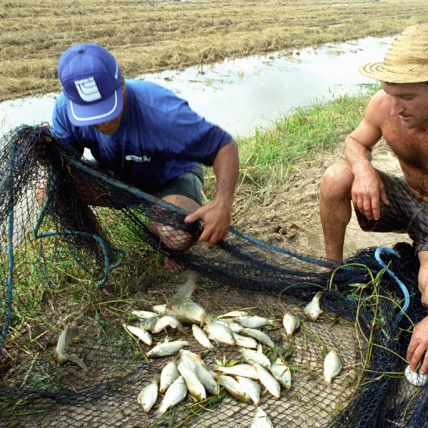 Lavoura que dá peixe