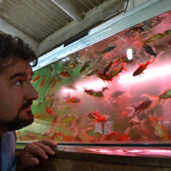 Coloridos, belos e terapêuticos