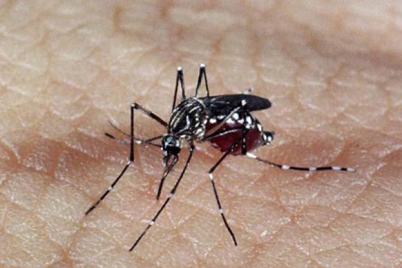 Microcefalia resulta alerta nacional