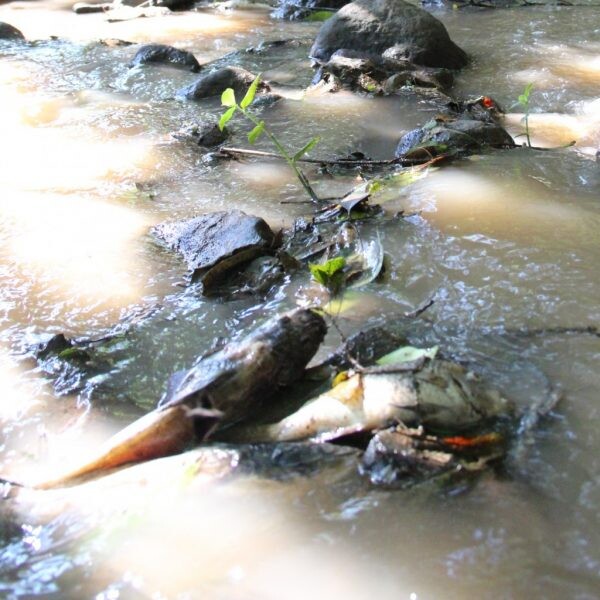 Poluição provoca mortandade de peixes