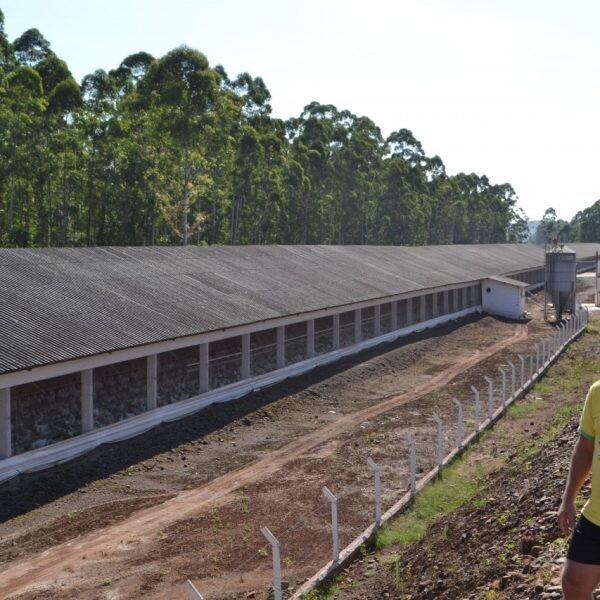 Granja investe R$ 2 milhões na produção de ovos férteis