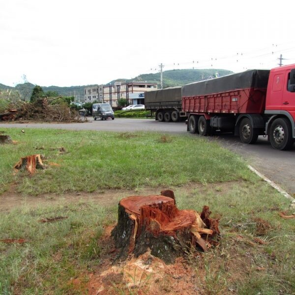 Retirada de árvores  dá início a mudanças