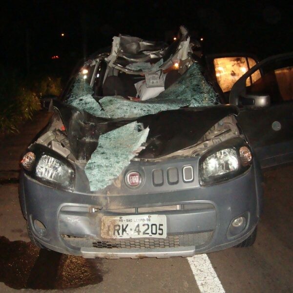 Animal na pista causa acidente na BR-386