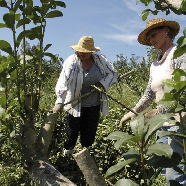 Produtores deixam o cultivo de erva-mate