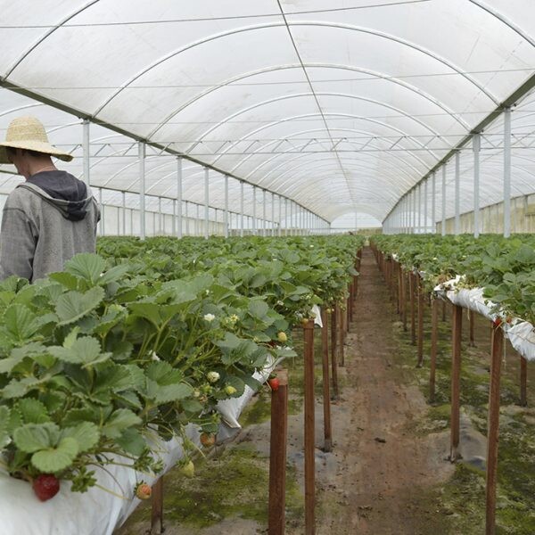 Sistema facilita trabalho e  garante frutas mais saudáveis