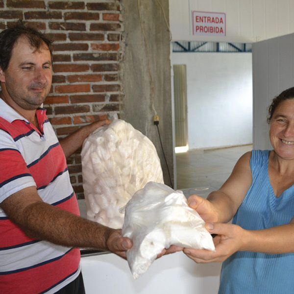 Agroindústria valoriza  produção de mandioca