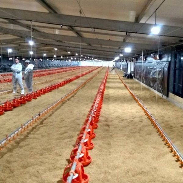 Granja inaugura aviário moderno