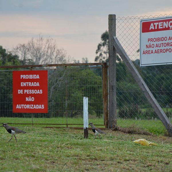 MP avalia impacto de obras na fauna