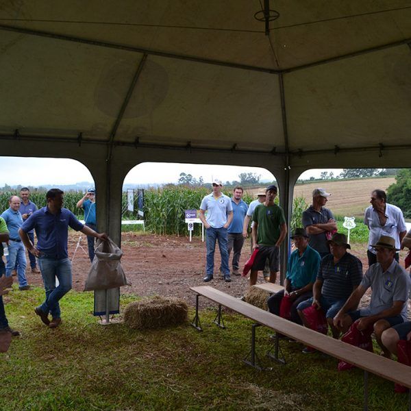 Dia de Campo evidencia genética e nutrição do milho