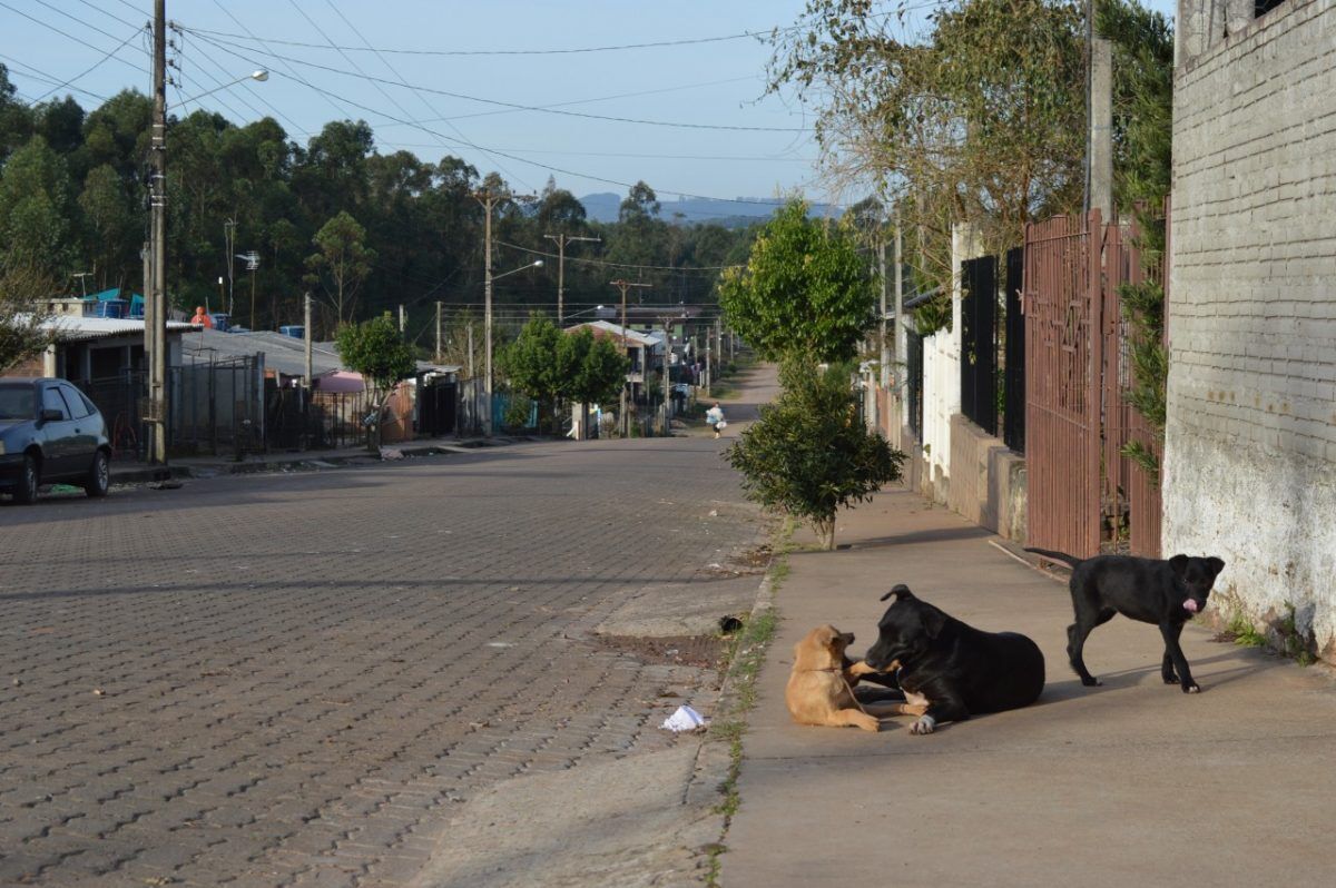 Projeto vai castrar mais  de mil animais em 2019