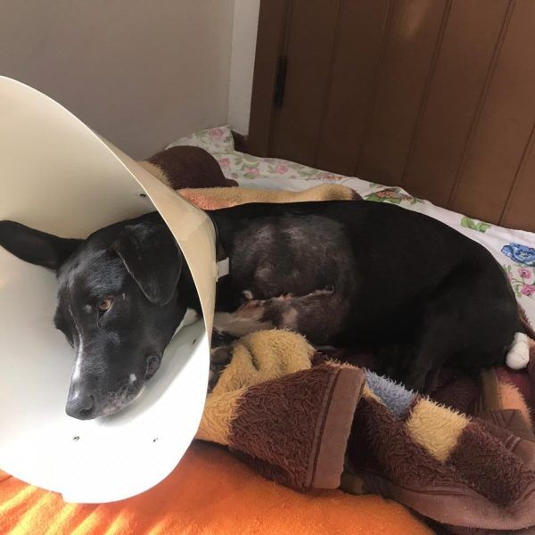 ONG pede auxílio para cuidados  com animal vítima de mutilação