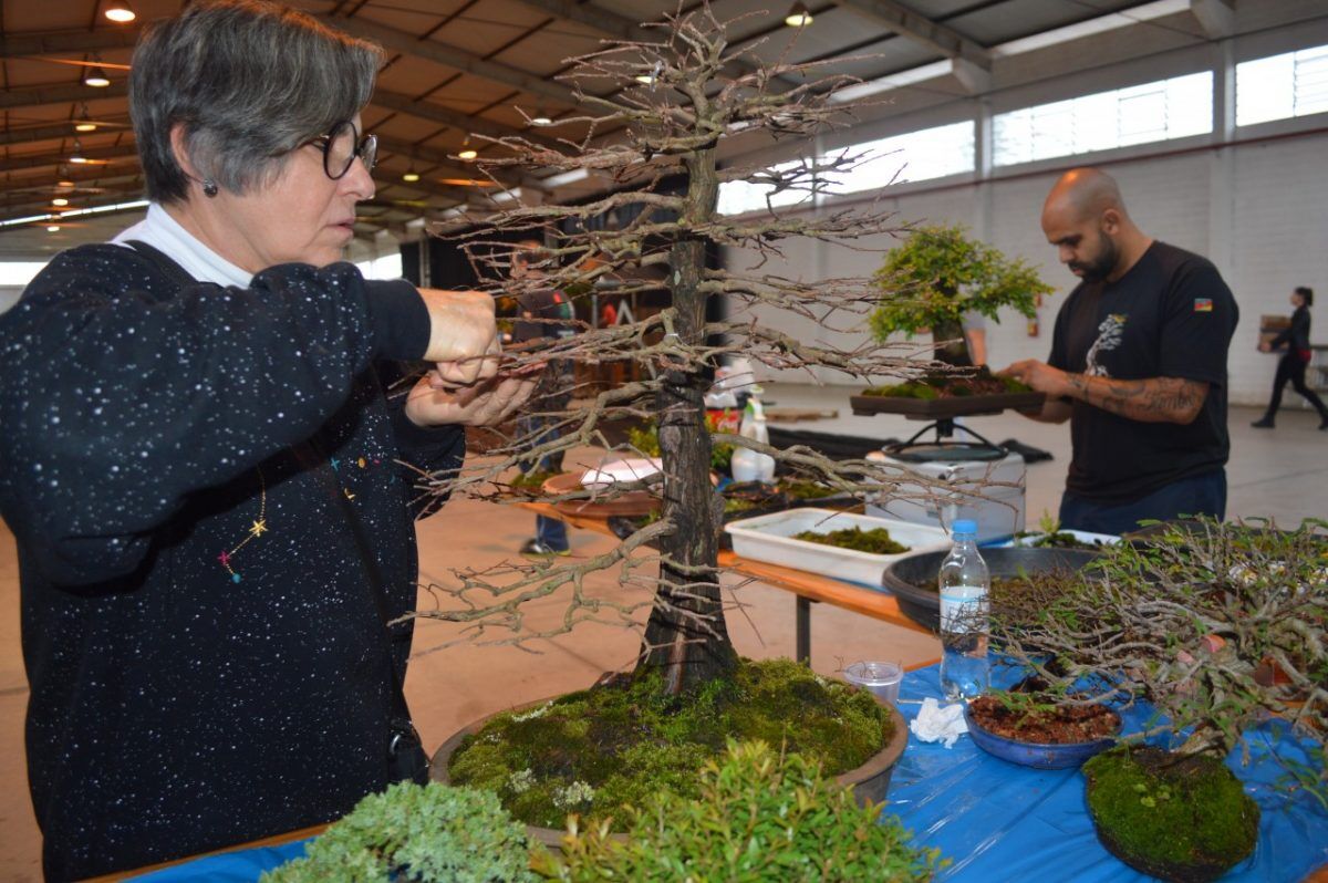 Com plantas de até R$ 30 mil,  evento reúne adeptos da arte bonsai