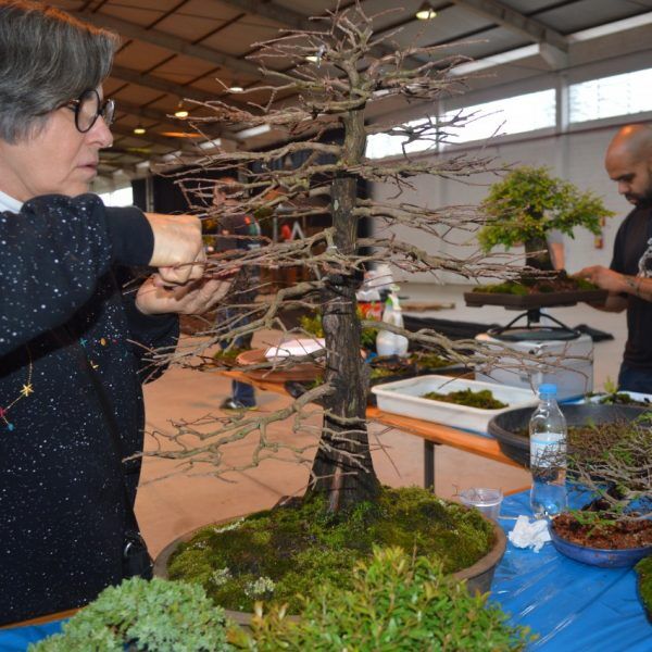 Com plantas de até R$ 30 mil,  evento reúne adeptos da arte bonsai