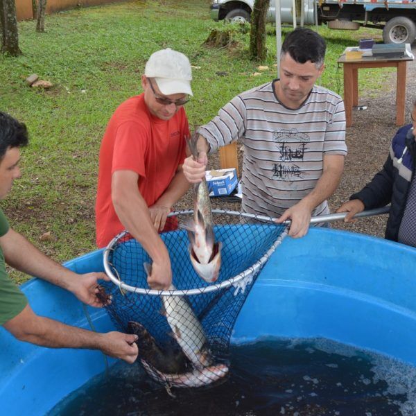 Feiras consolidam potencial econômico da piscicultura