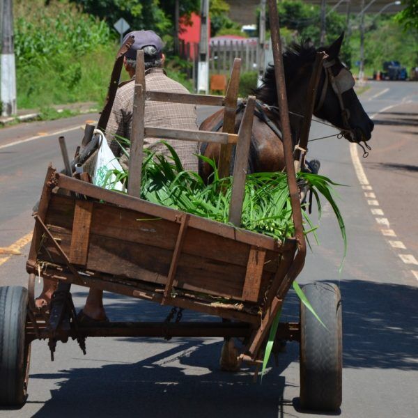 Falta de depósito  dificulta retirada de carroças das ruas