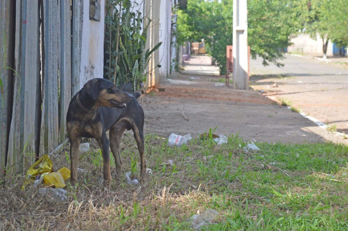 Projeto de lei sobre animais gera impasse entre governo e ONG