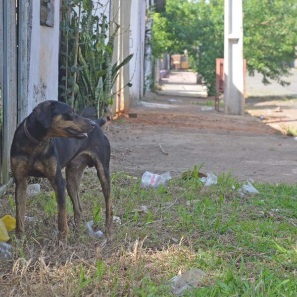 Projeto de lei sobre animais gera impasse entre governo e ONG