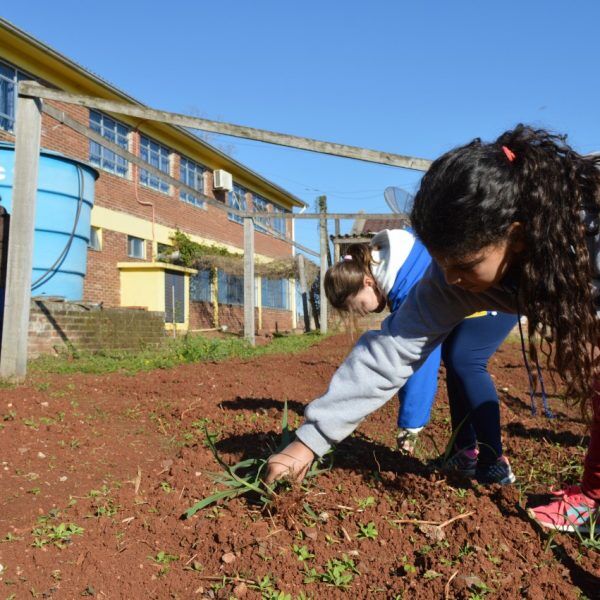 Alunos aproveitam água  da chuva para irrigar horta