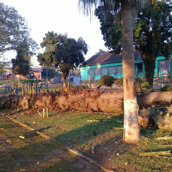 Secretário esclarece corte de araucária em praça da cidade
