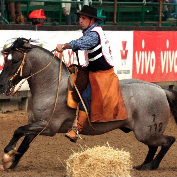 Na Expointer, Cabanha Maufer leiloa cavalos crioulos premiados