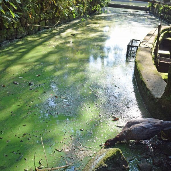 Fenômeno evidencia poluição em ponto turístico