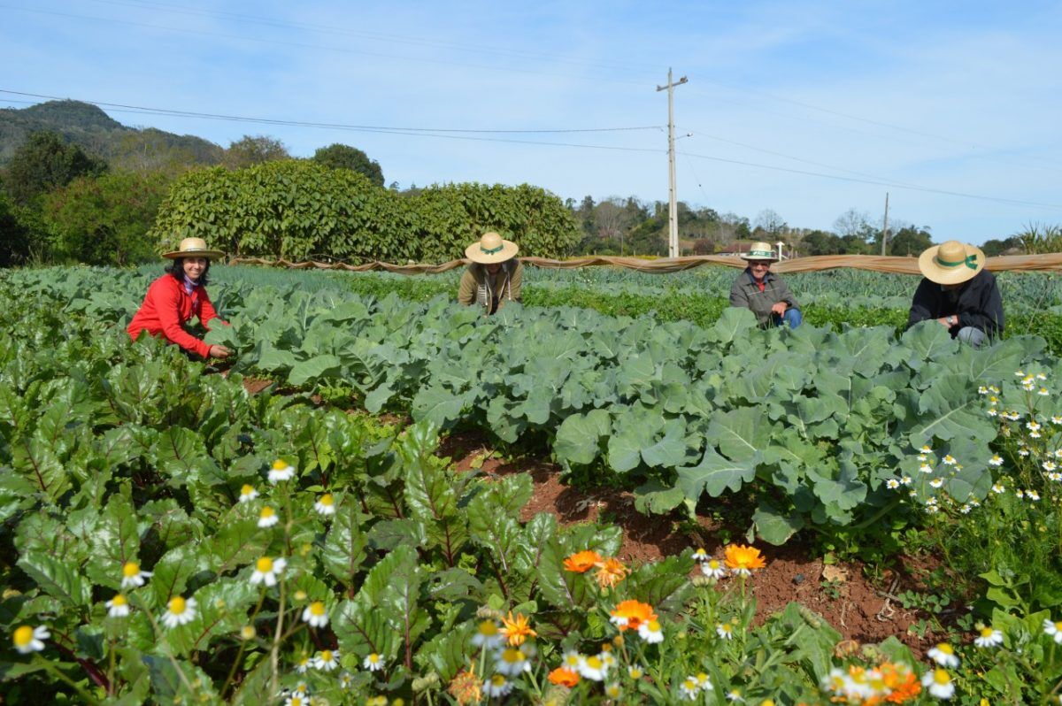 Pesquisa aponta crescimento de 19%