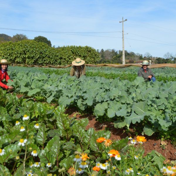 Pesquisa aponta crescimento de 19%