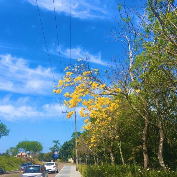 Semana começa com sol e termina com chuva