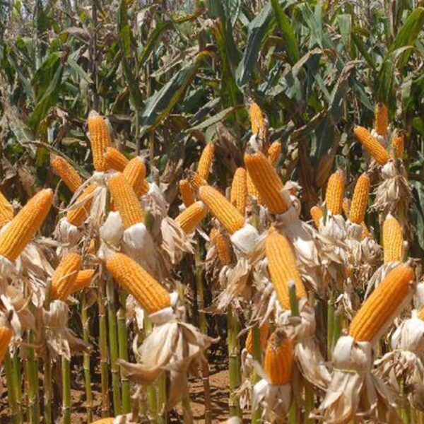 Safra de grãos deve fechar 2019 com crescimento de 5,9% , diz IBGE