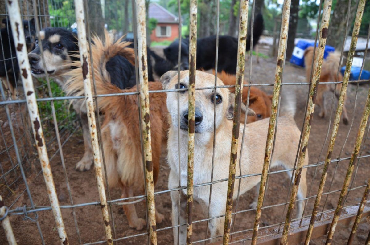Lajeado fornece castração gratuita de animais para famílias de baixa renda