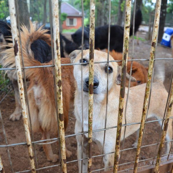 Lajeado fornece castração gratuita de animais para famílias de baixa renda