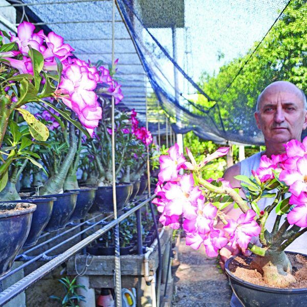 Rosa do deserto: uma beleza exótica