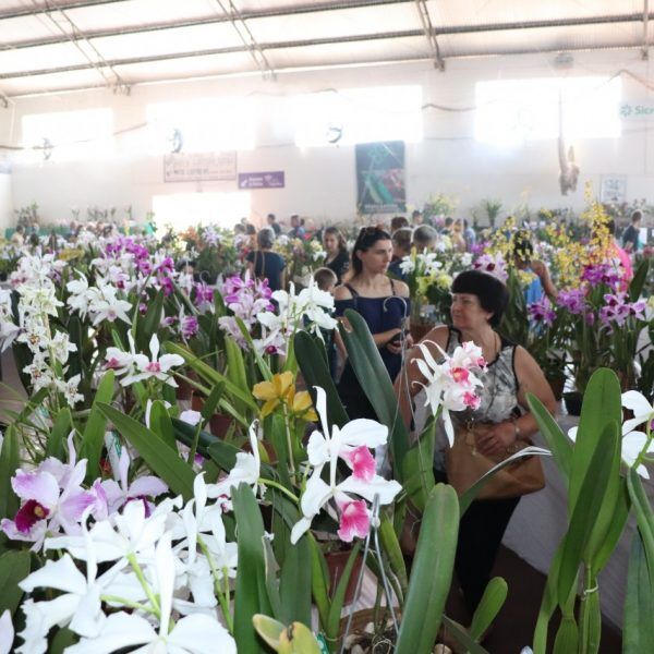 Festa das Orquídeas reúne cerca de 18 mil pessoas