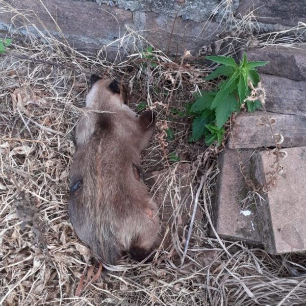 Gato morto a tiros comove moradores e gera indignação