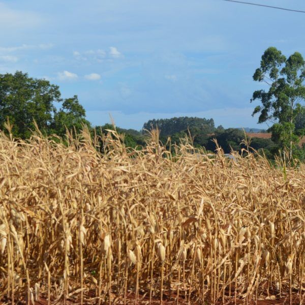 Estiagem compromete mais da metade da produção de milho