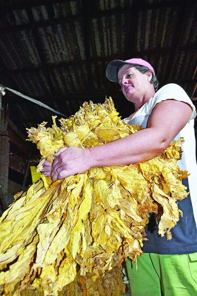 Menor safra de fumo em quatro anos