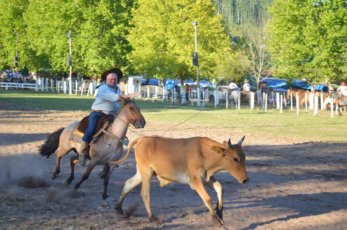 Estado libera atividades e provas campeiras