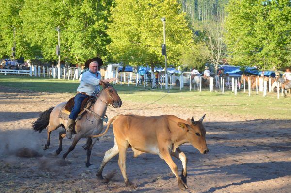 Estado libera atividades e provas campeiras