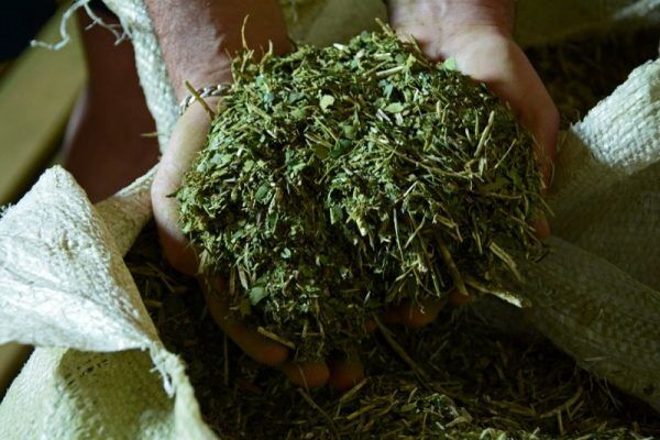 Estudo revela detalhes da nutrição dos ervais