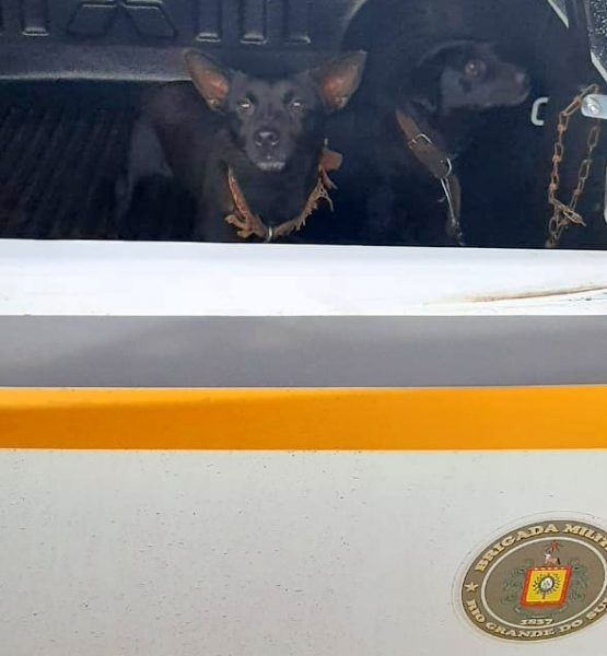 BM resgata cachorros abandonados em Teutônia