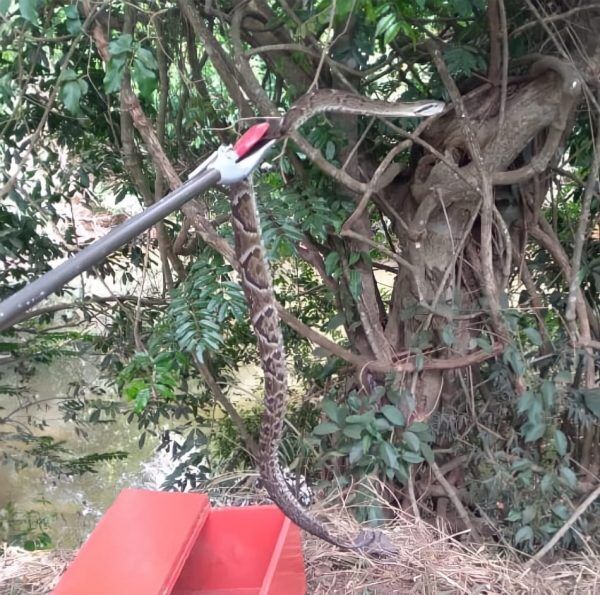 Bombeiros voluntários capturam jararaca de 1,5m em Colinas