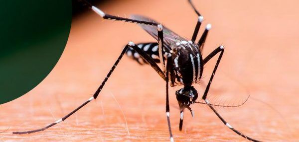 “Ele é um craque em picar as pernas”, afirma biólogo sobre mosquito da dengue