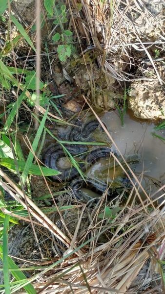 Aparecimento de jiboia em Colinas intriga biólogo
