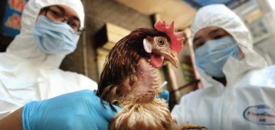 China confirma primeiro caso de gripe aviária em humanos