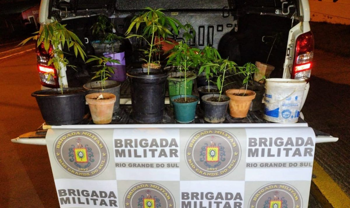 Homem é preso com pés de maconha em Teutônia