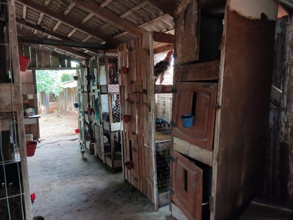 Polícia prende dois homens em rinha de galo