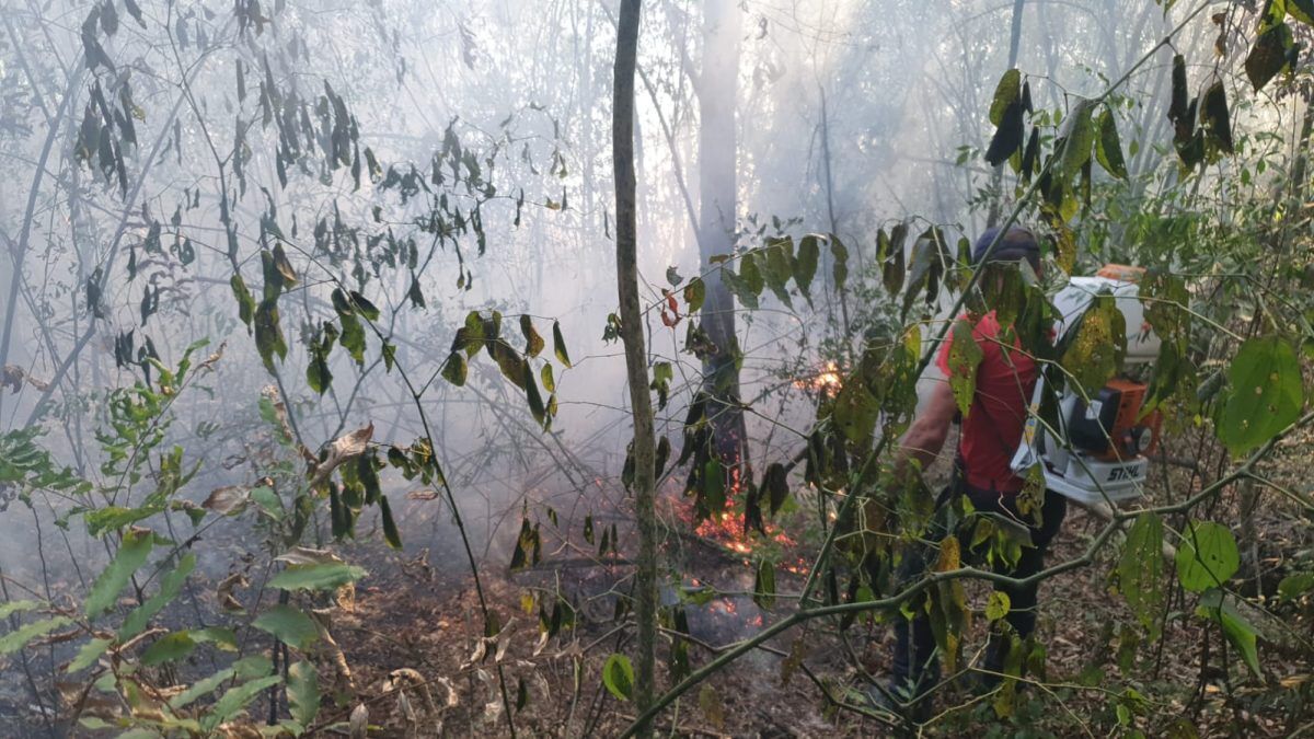 Incêndio consome dois hectares de eucaliptos em Paverama