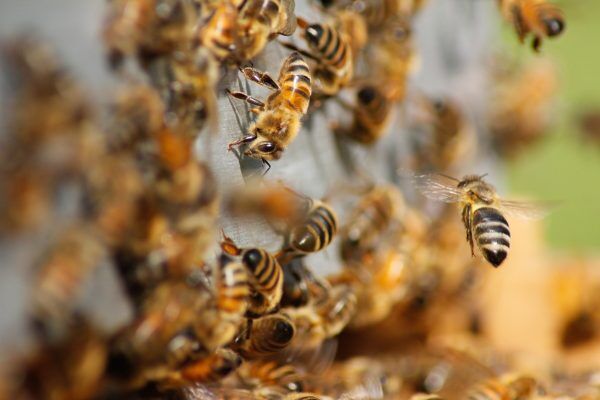Homem morre após ser atacado por abelhas africanas