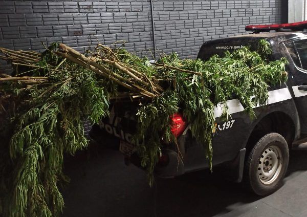 Operação Crustáceo apreende mais de cem pés de maconha