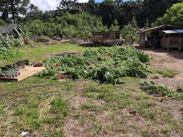 Meia tonelada de maconha é apreendida em Ilópolis